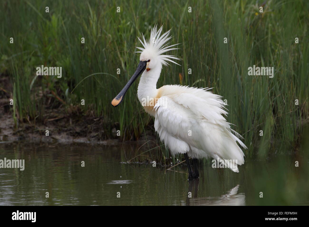 Spoonbill uk hi-res stock photography and images - Alamy