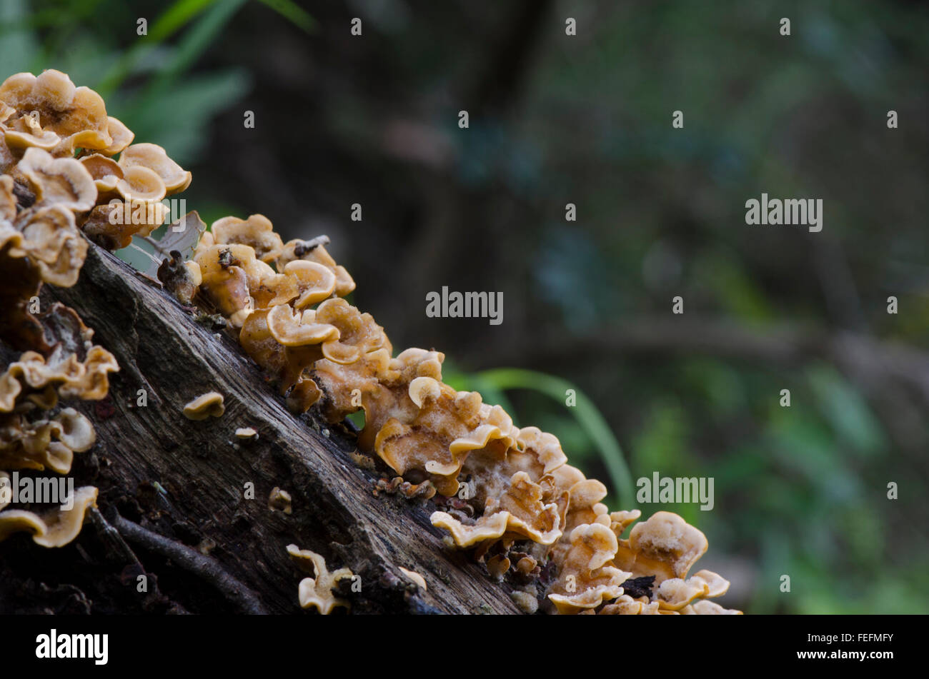 Hairy Curtain Crust (stereum Hirsutum) fungi, growing on tree bark. Spain Stock Photo