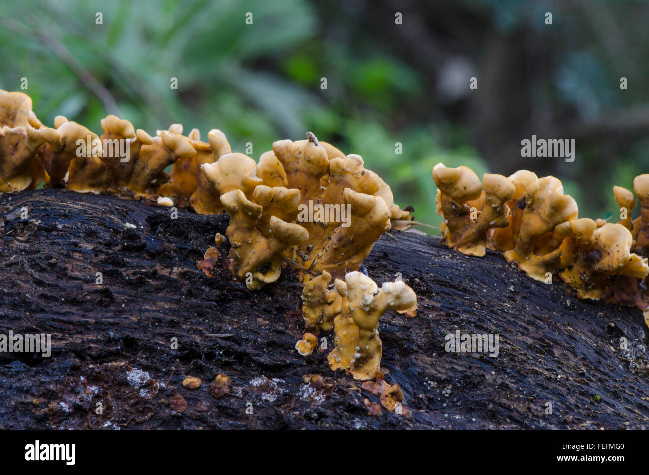 Hairy Curtain Crust (stereum Hirsutum) fungi, growing on tree bark. Spain Stock Photo