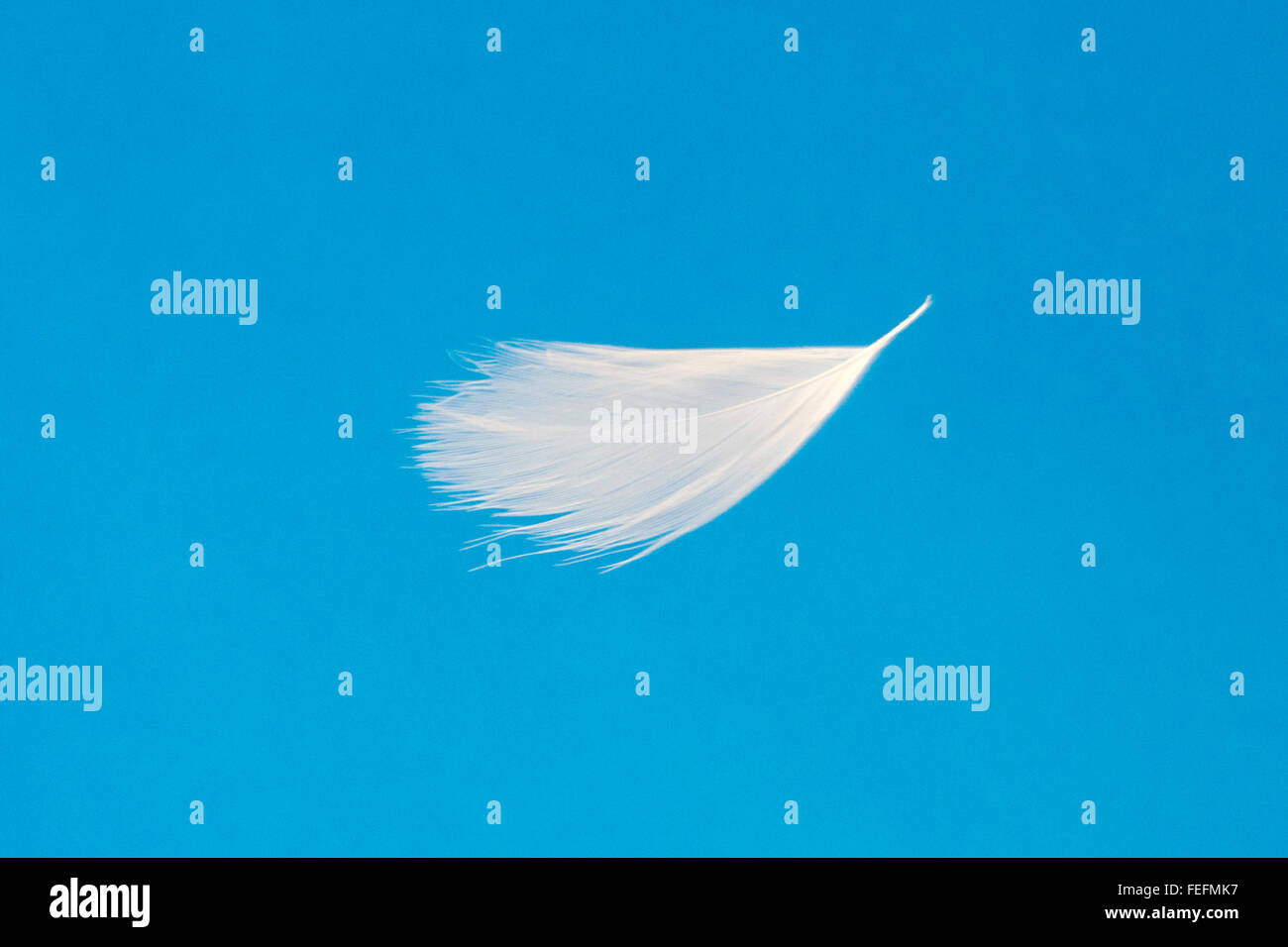 Close-up of white goose down feather floating against a blue sky Stock Photo