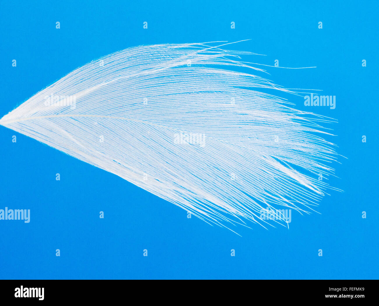 Closeup of white goose down feather floating against a blue sky Stock