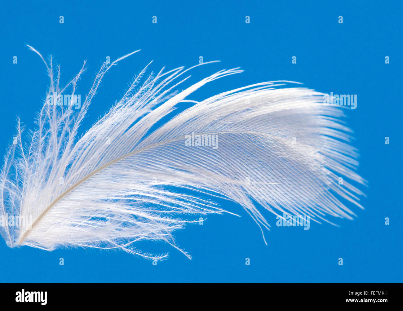 Close-up of white goose down feather floating against a blue sky Stock Photo