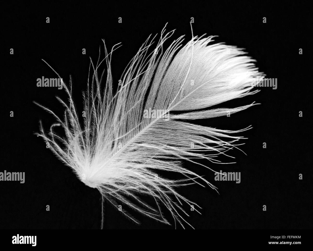Black & white close-up of white goose down feather floating in air Stock Photo