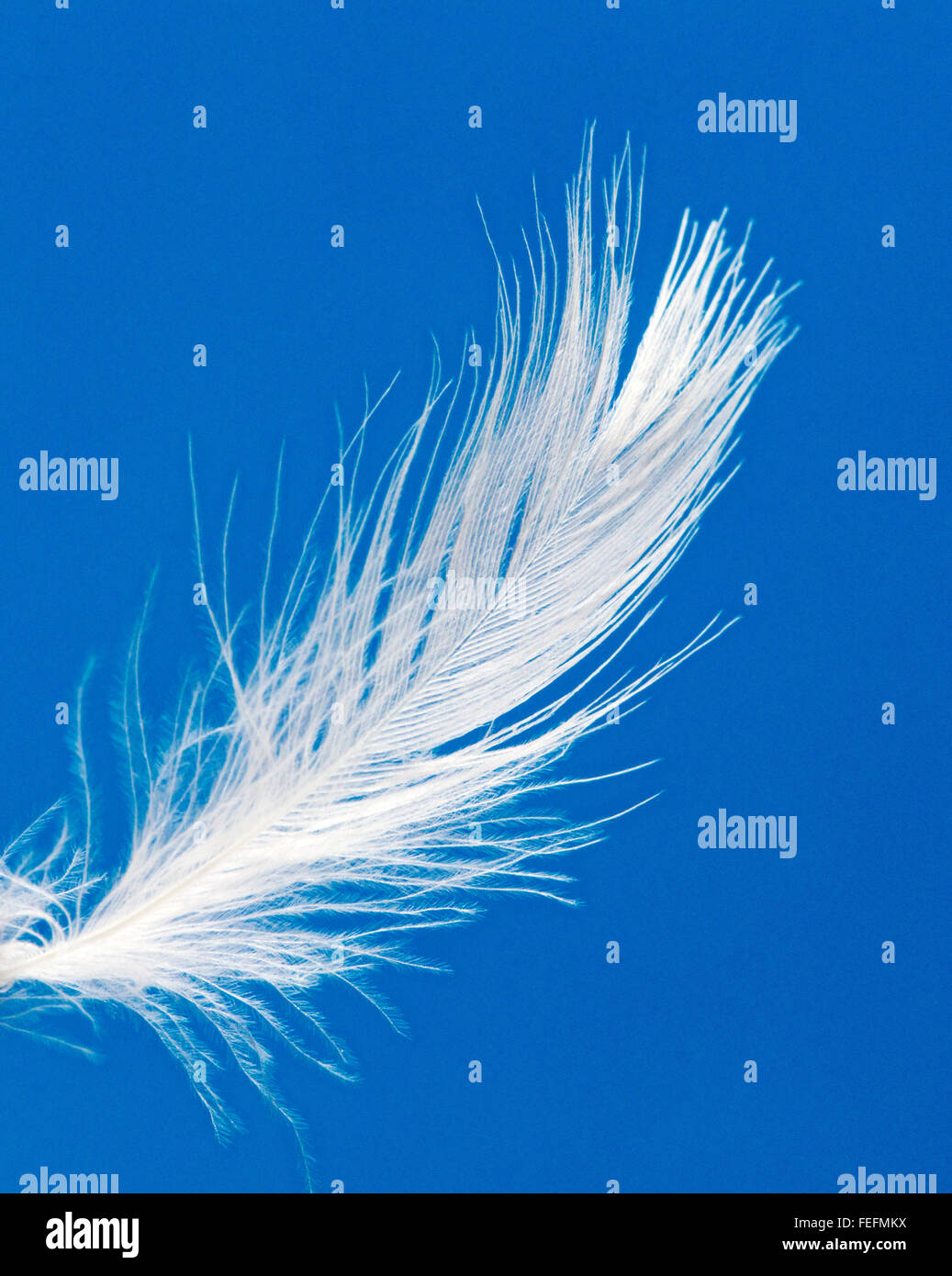 Closeup of white goose down feather floating against a blue sky Stock