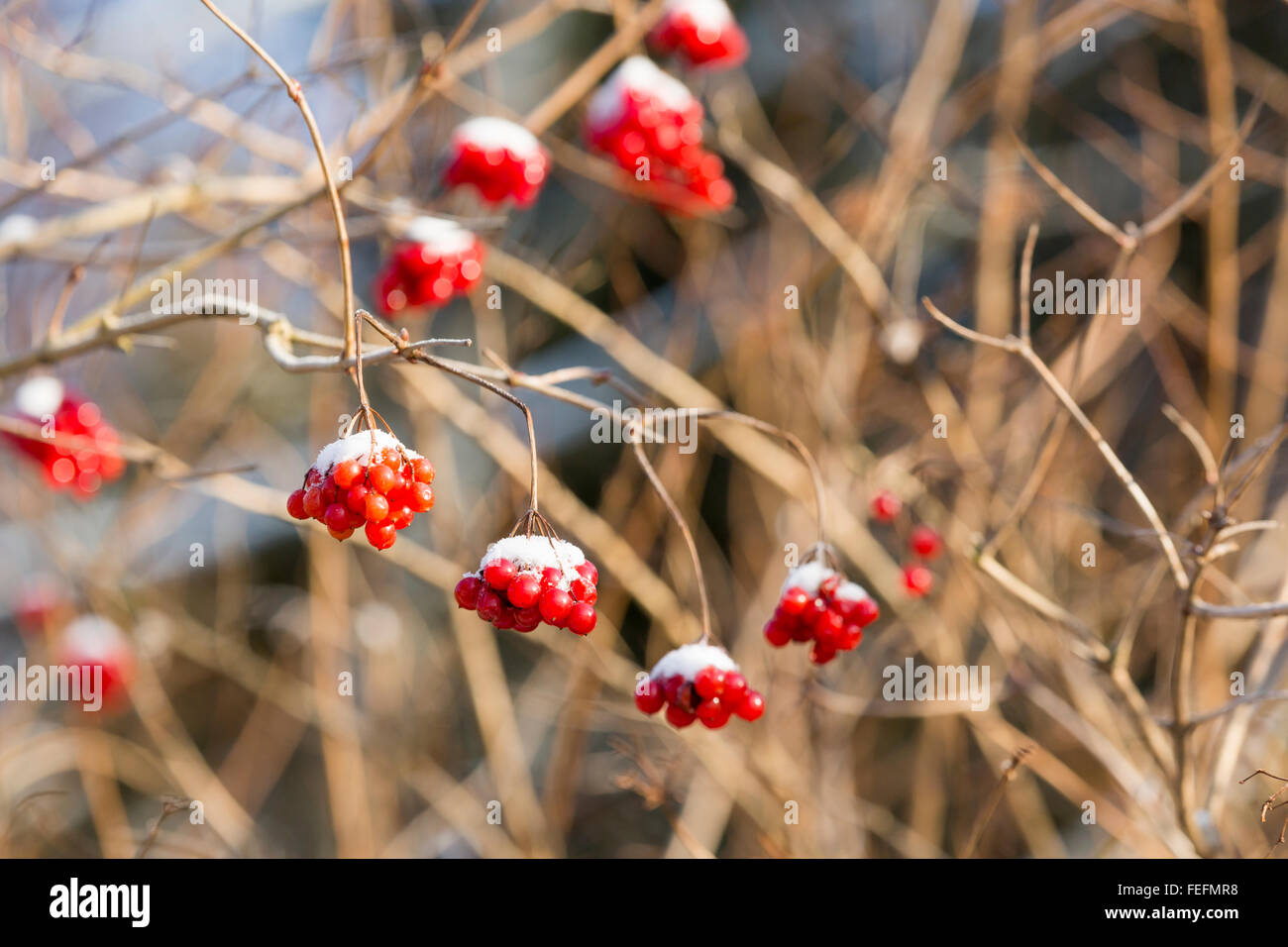 Snow covered red bunches hi-res stock photography and images - Alamy