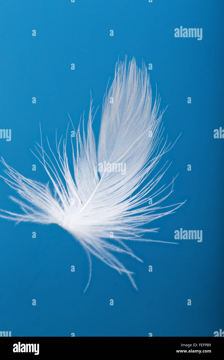 Closeup of white goose down feather floating against a blue sky Stock Photo Alamy