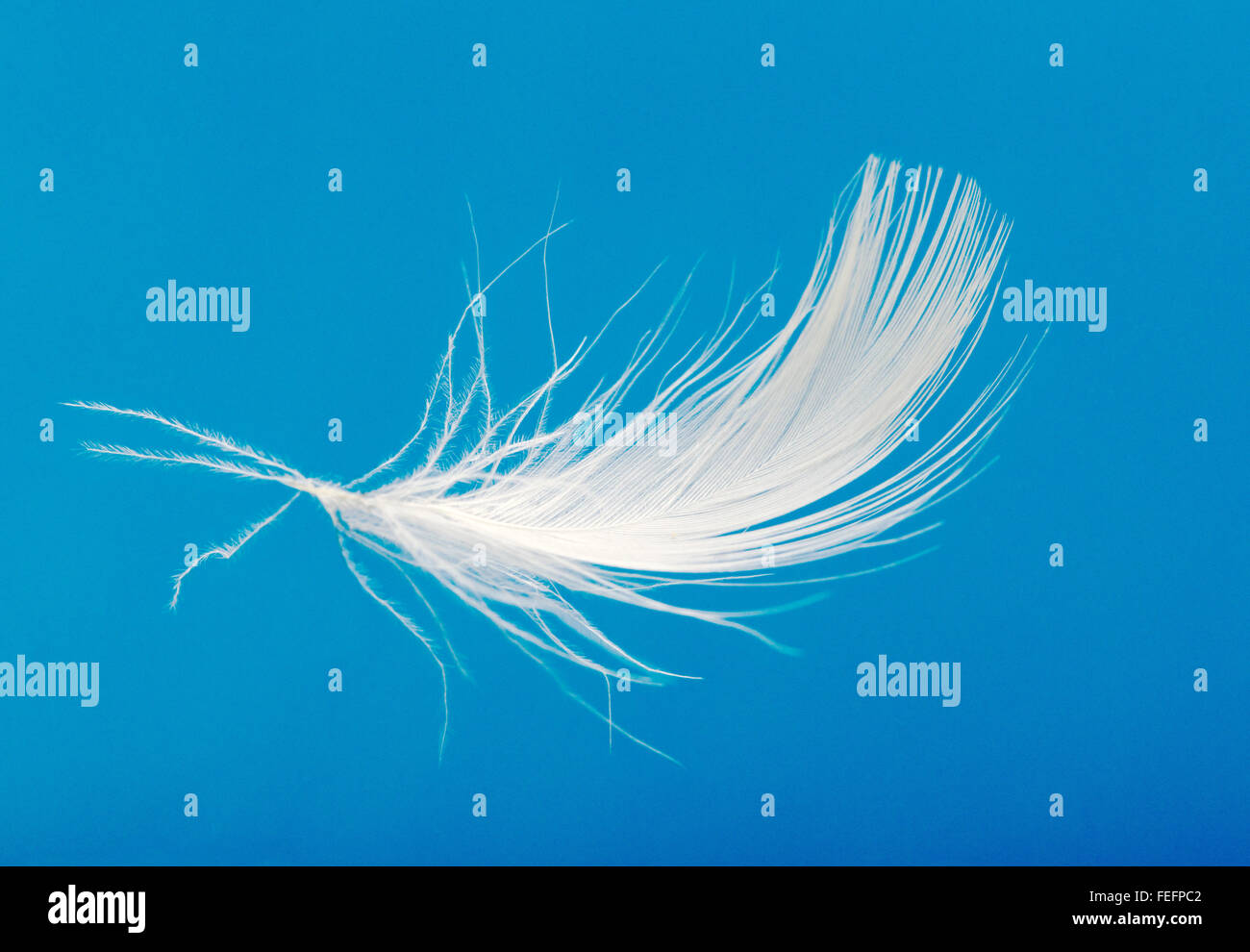 Feather falling hires stock photography and images Alamy