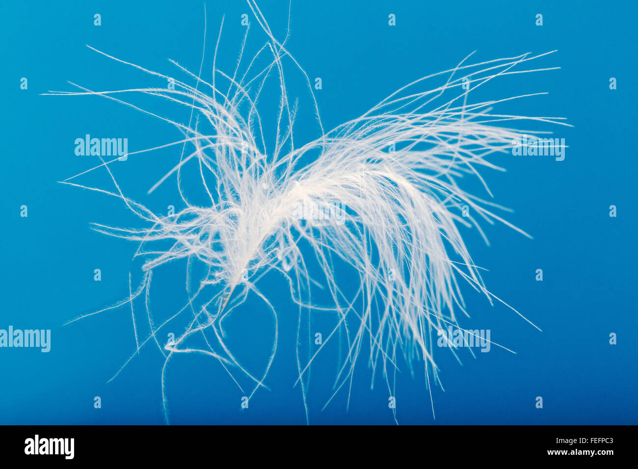 Goose down feather design hires stock photography and images Alamy