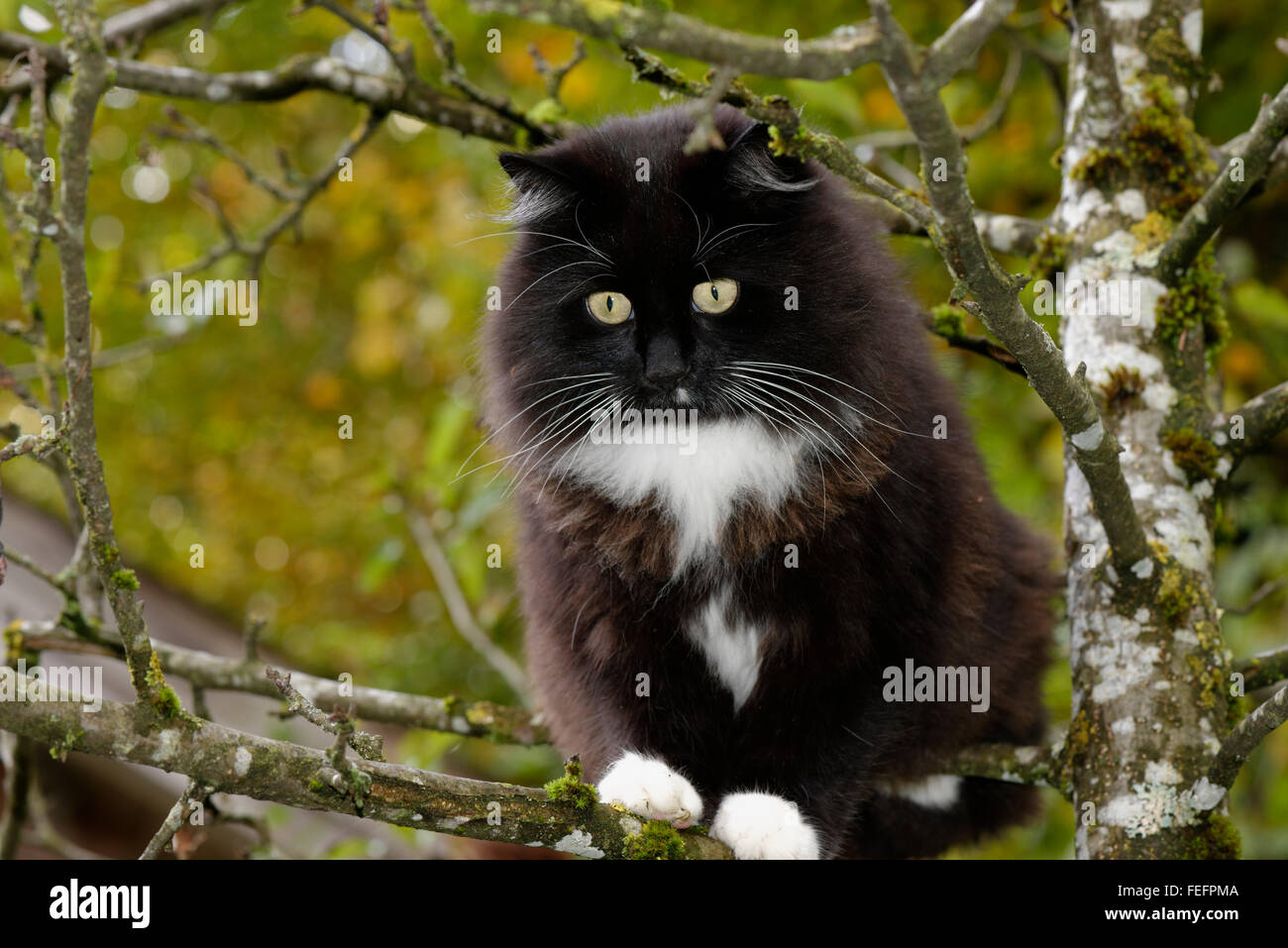 Long-haired black cat in tree, Germany Stock Photo