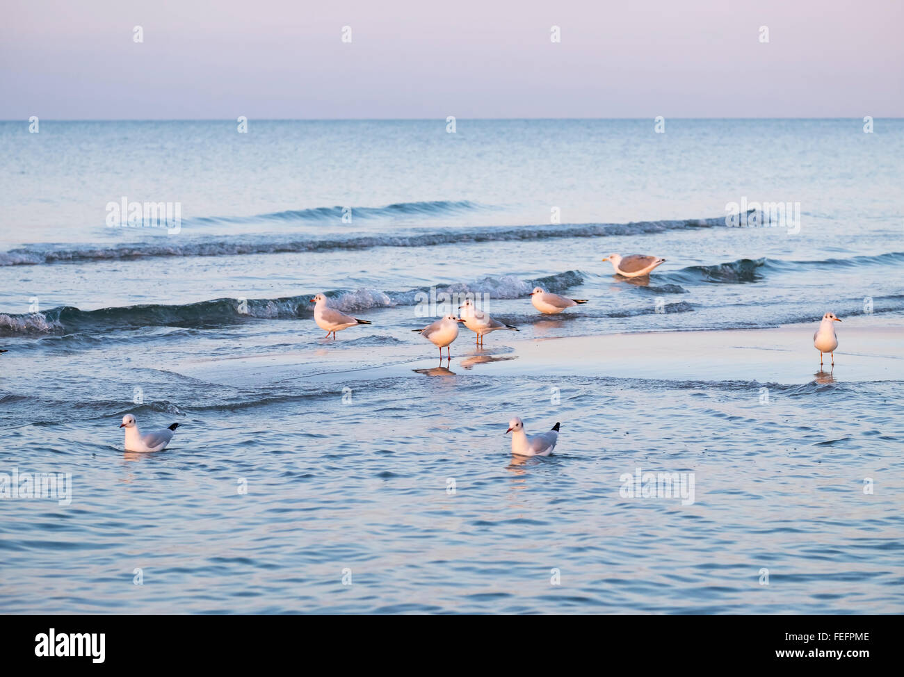 Lesser black-backed gulls (Chroicocephalus ridibundus) in the sea at the beach, Prerow, Darß, Fischland-Darß-Zingst Stock Photo