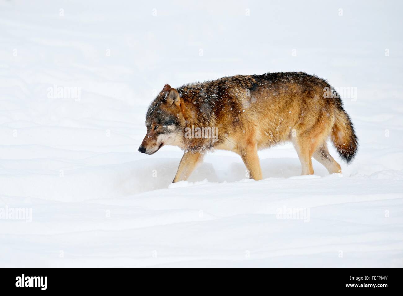 Eurasian wolf, also common wolf or Middle Russian forest wolf (Canis lupus lupus) walking through snow, Canton of Schwyz Stock Photo