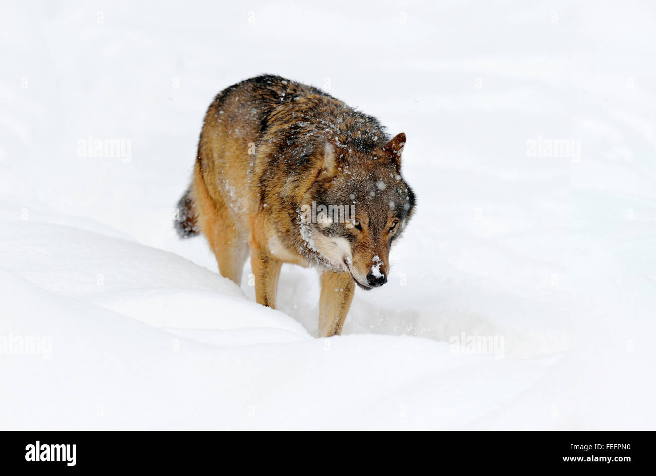 Eurasian wolf, also common wolf or Middle Russian forest wolf (Canis lupus lupus) walking through snow, Canton of Schwyz Stock Photo