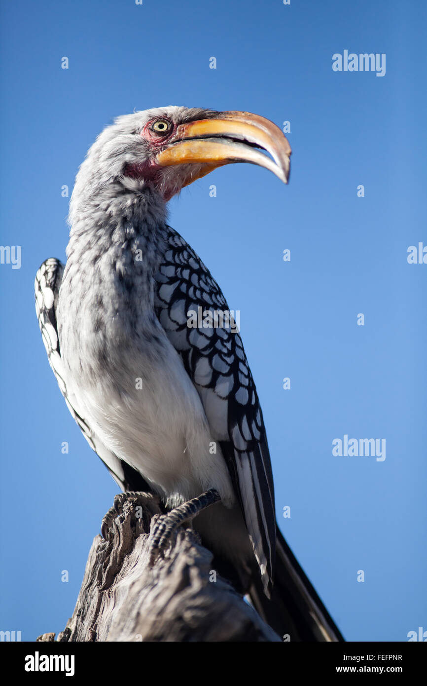 Yellow billed horn bill Stock Photo