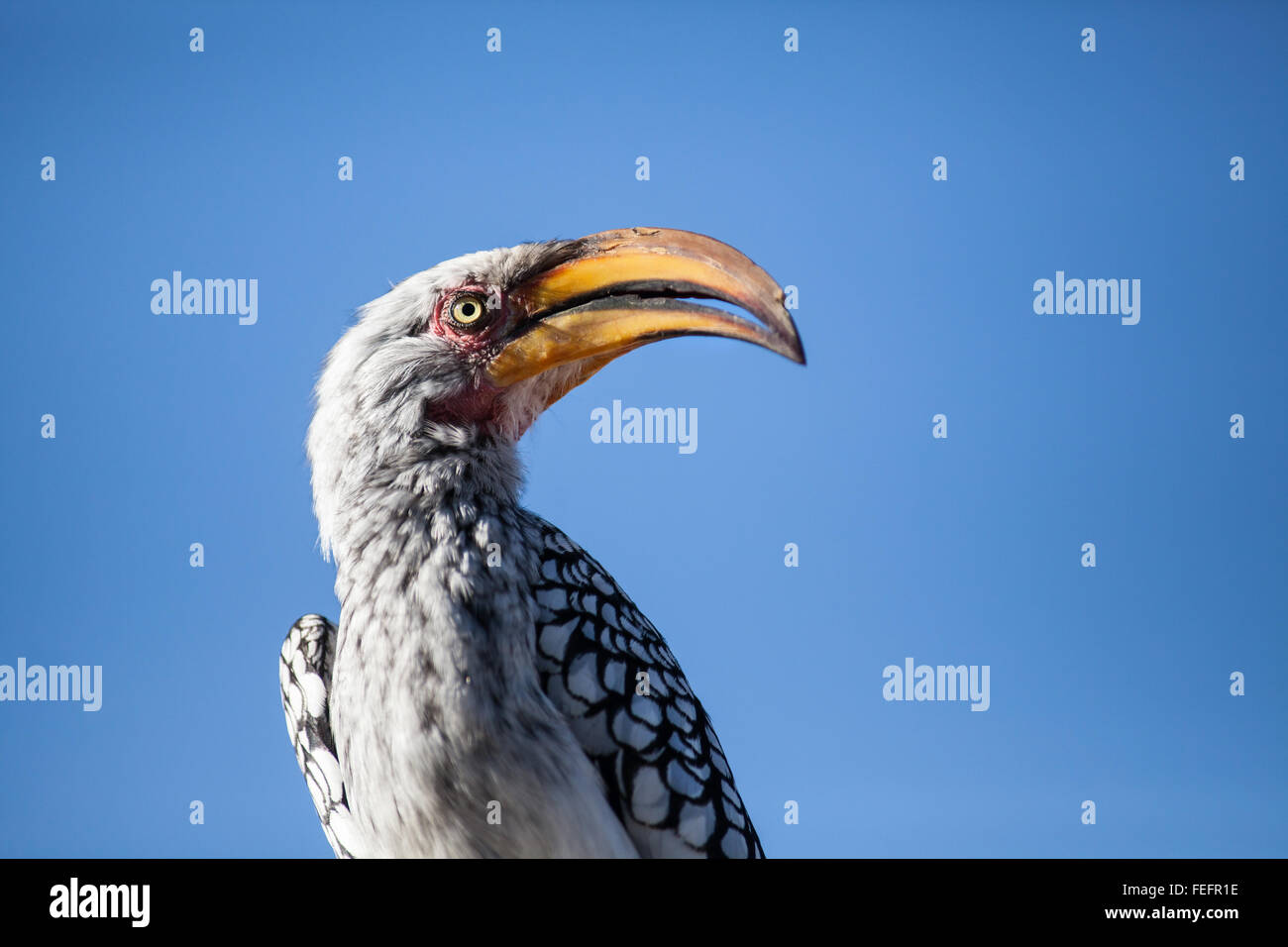 Yellow billed horn bill Stock Photo