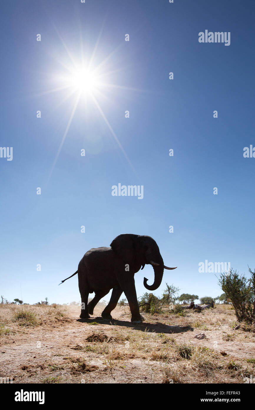 Elephant at a waterhole Stock Photo