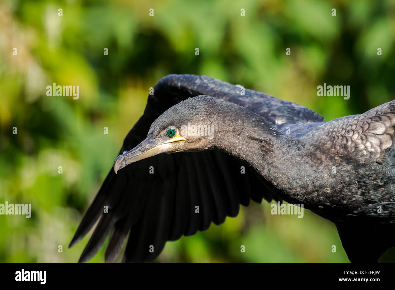 Close up portrait of a Great Cormorant, Phalacrocoracidae, fishing. Stock Photo