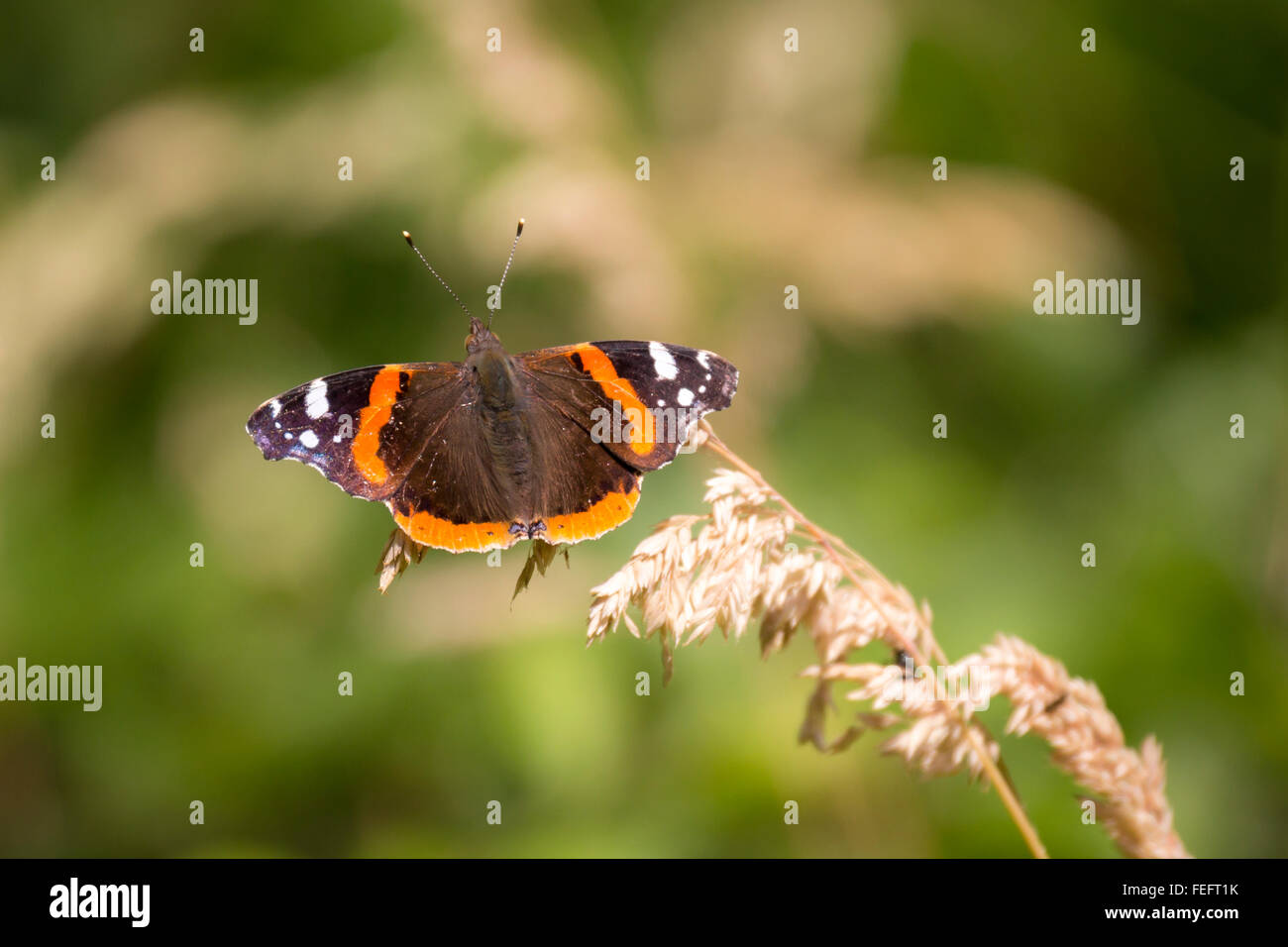 Red Admiral butterfly, Vanessa atalanta, resting on a stem in grassland. Stock Photo