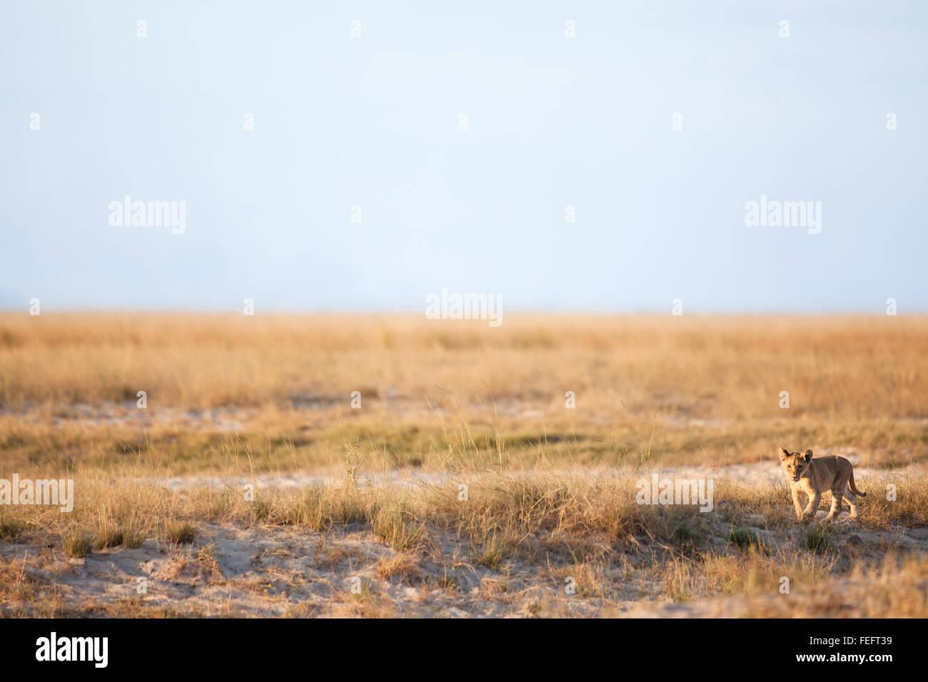 Lion cub in bushveld Stock Photo