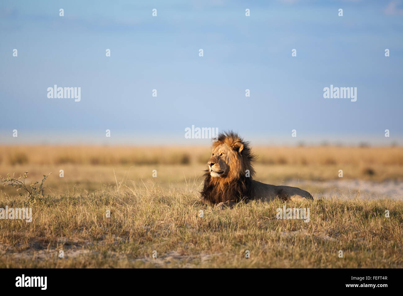 African Lion in the bushveld Stock Photo