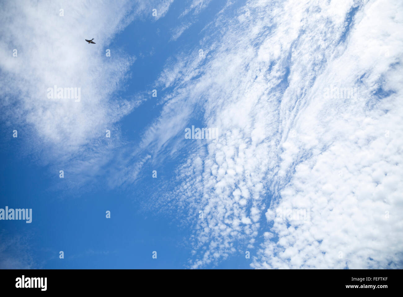 white, altocumulus, clouds, in a sunny day, mackerel sky, bird Stock Photo