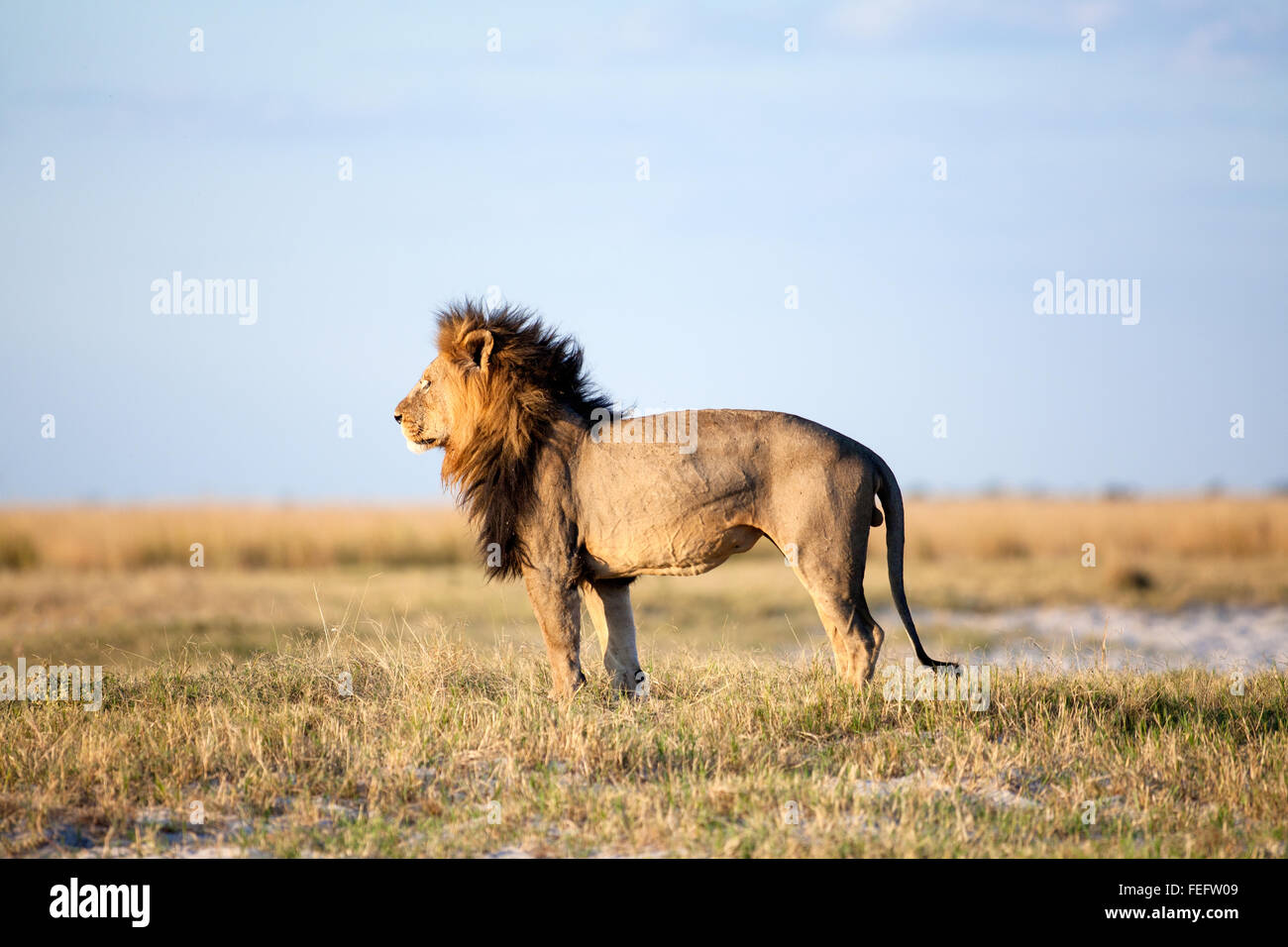 African Lion in the bushveld Stock Photo