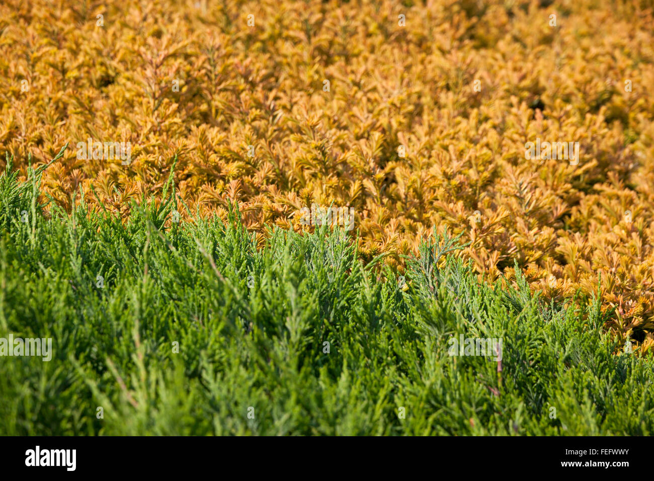 Close-up of green and yellow cypress (thuja) leaves background Stock Photo