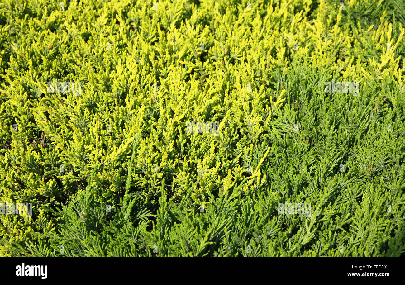 Close-up of green cypress (thuja) leaves background Stock Photo