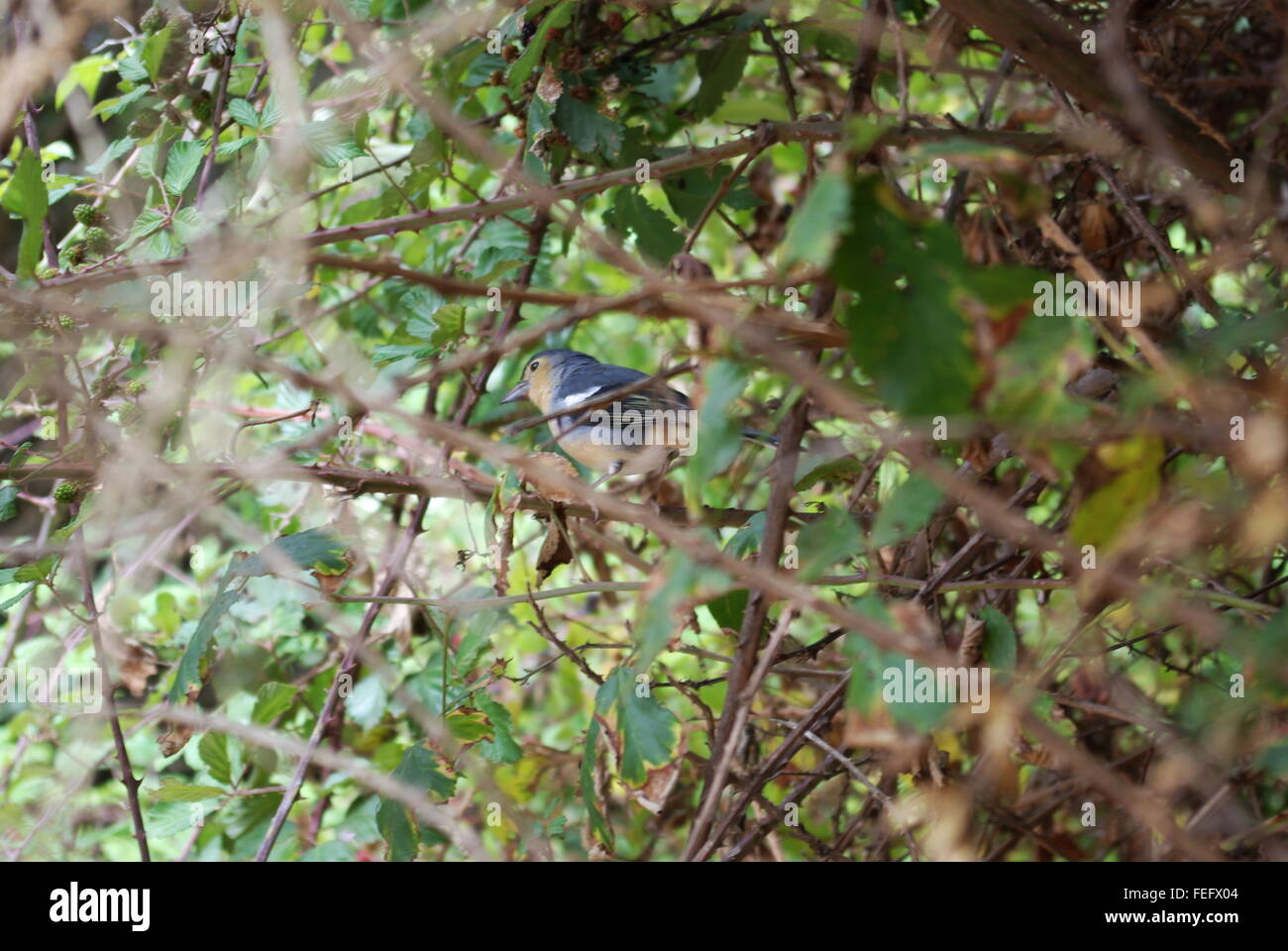 Fringilla canariensis canariensis hi-res stock photography and images ...