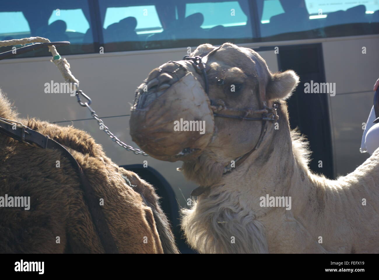 Camel for tourist rides in Lanzarote Stock Photo