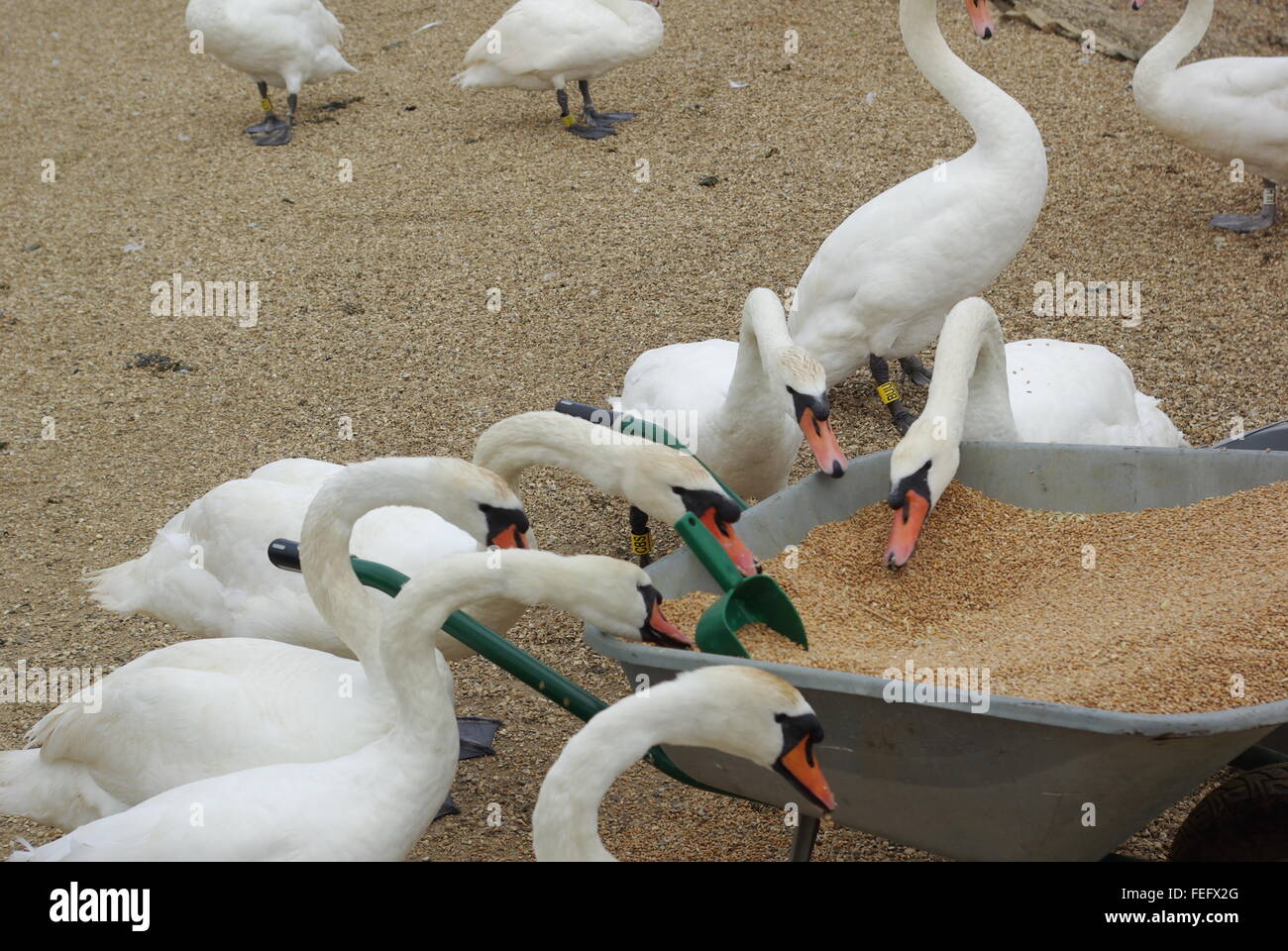 Swans feeding from wheelbarrow Stock Photo