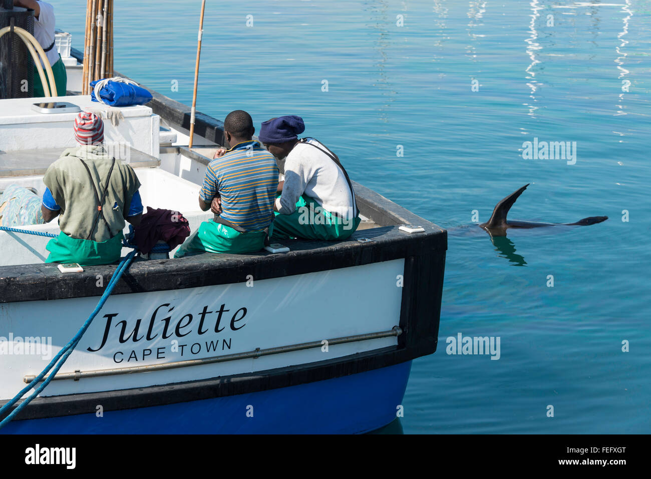 Seal swimming by fishing boat, Hout Bay, Cape Peninsula, City of Cape Town Municipality, Western Cape Province, South Africa Stock Photo