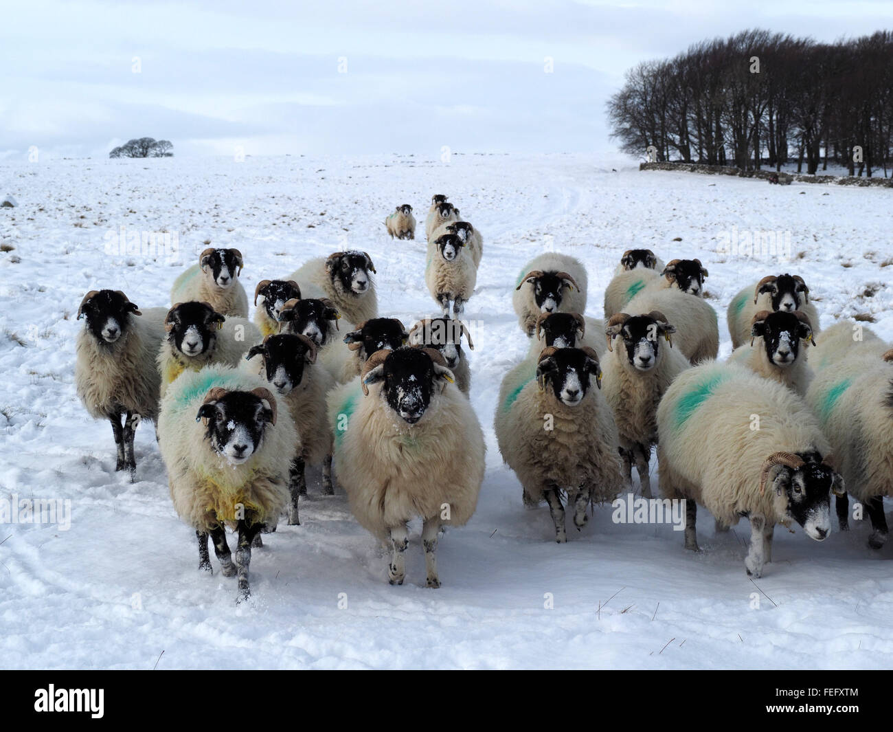 flock of black faced sheep approach for feed in snowy winter conditions Stock Photo