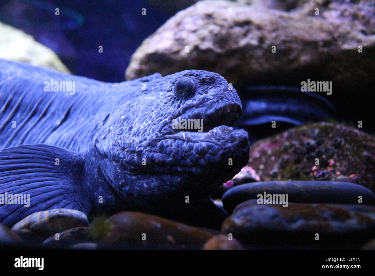 wolf eel vs wolf fish wolf eel vs wolf fish