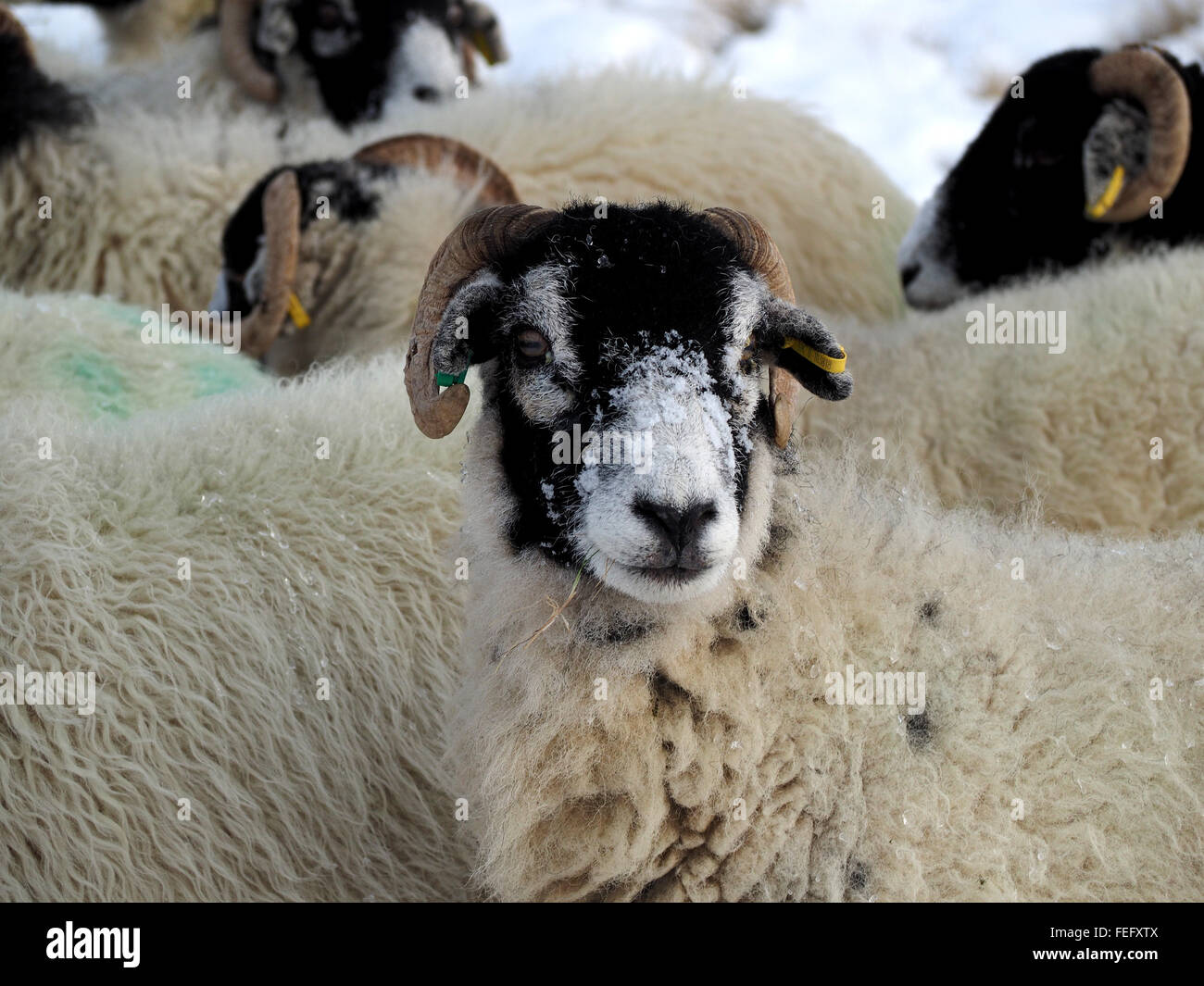 ewe with yellow blue ear tags and snow on face  in flock of black faced sheep waiting for feed in snowy winter conditions Stock Photo