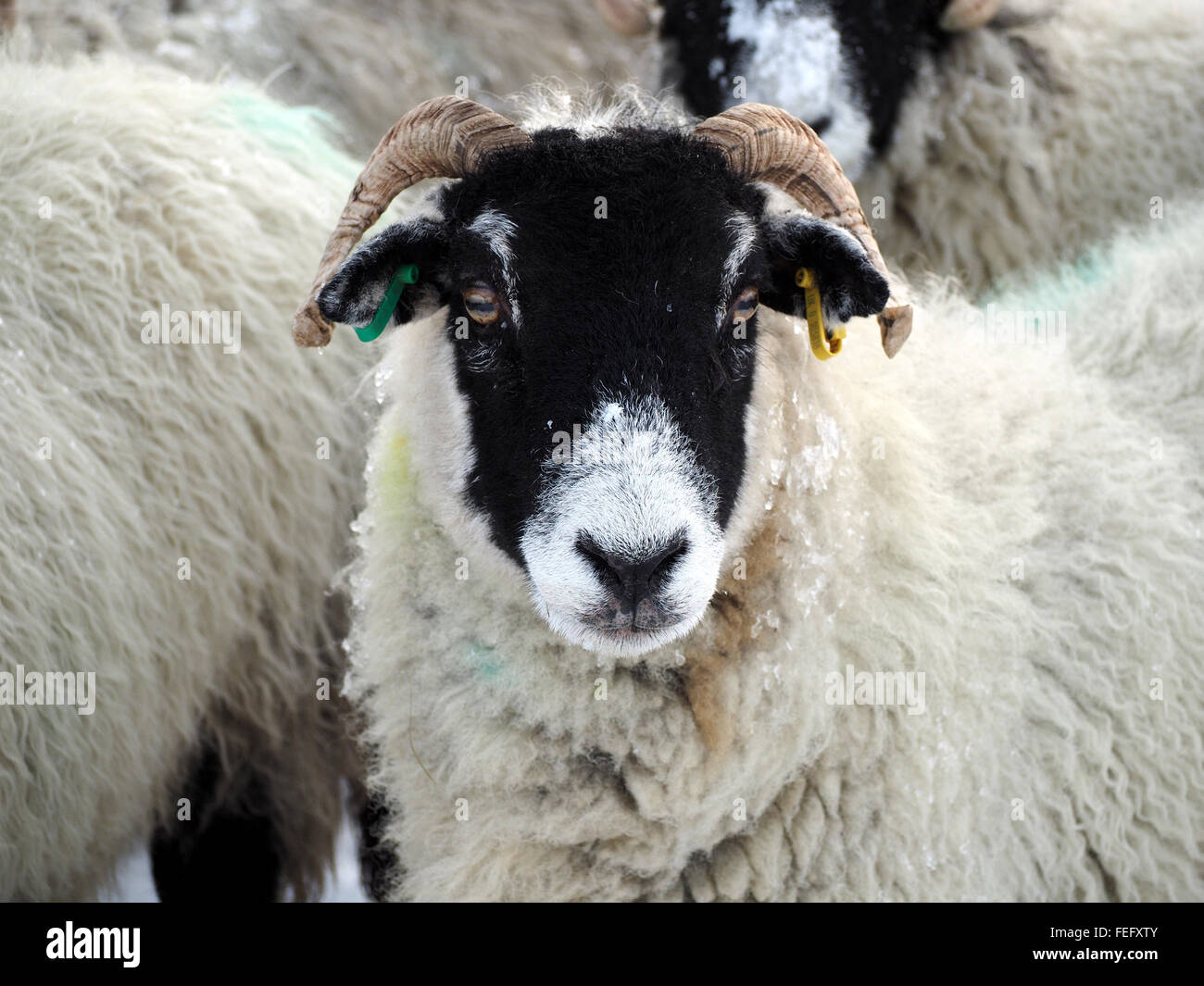 ewe with yellow blue ear tags and snow on face  in flock of black faced sheep waiting for feed in snowy winter conditions Stock Photo