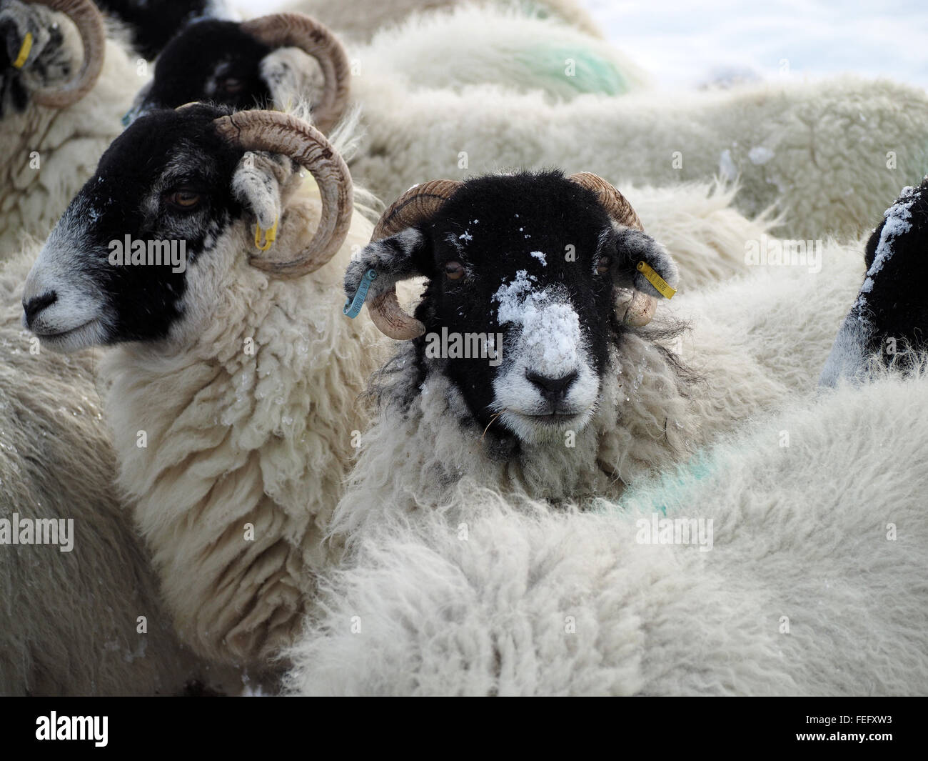 ewes with snow on faces & yellow and blue tags in crowded flock of black faced sheep waiting for feed in snowy winter conditions Stock Photo