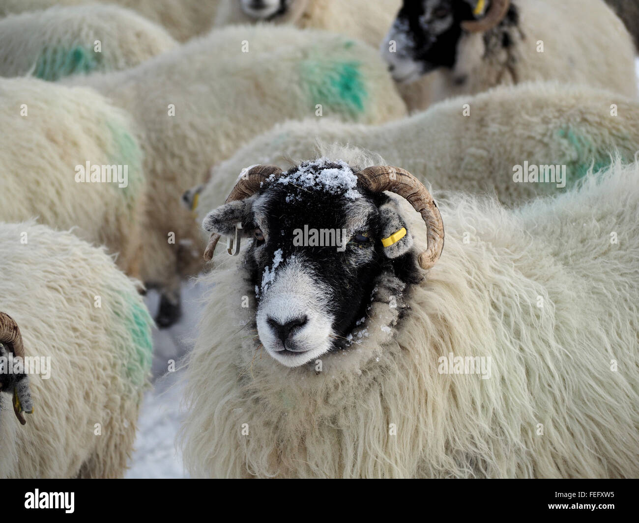 ewe with snow on head in flock of black faced sheep waiting for feed in snowy winter conditions Stock Photo