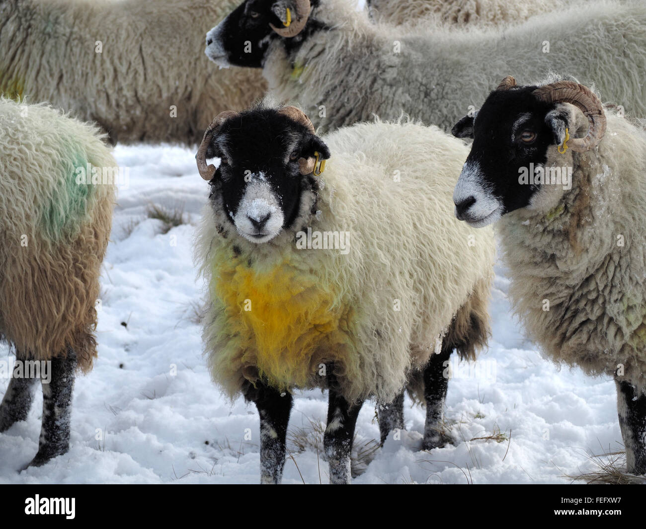 tup or ram with yellow died chest and snow on face in flock of black faced sheep waiting for feed in snowy winter conditions Stock Photo