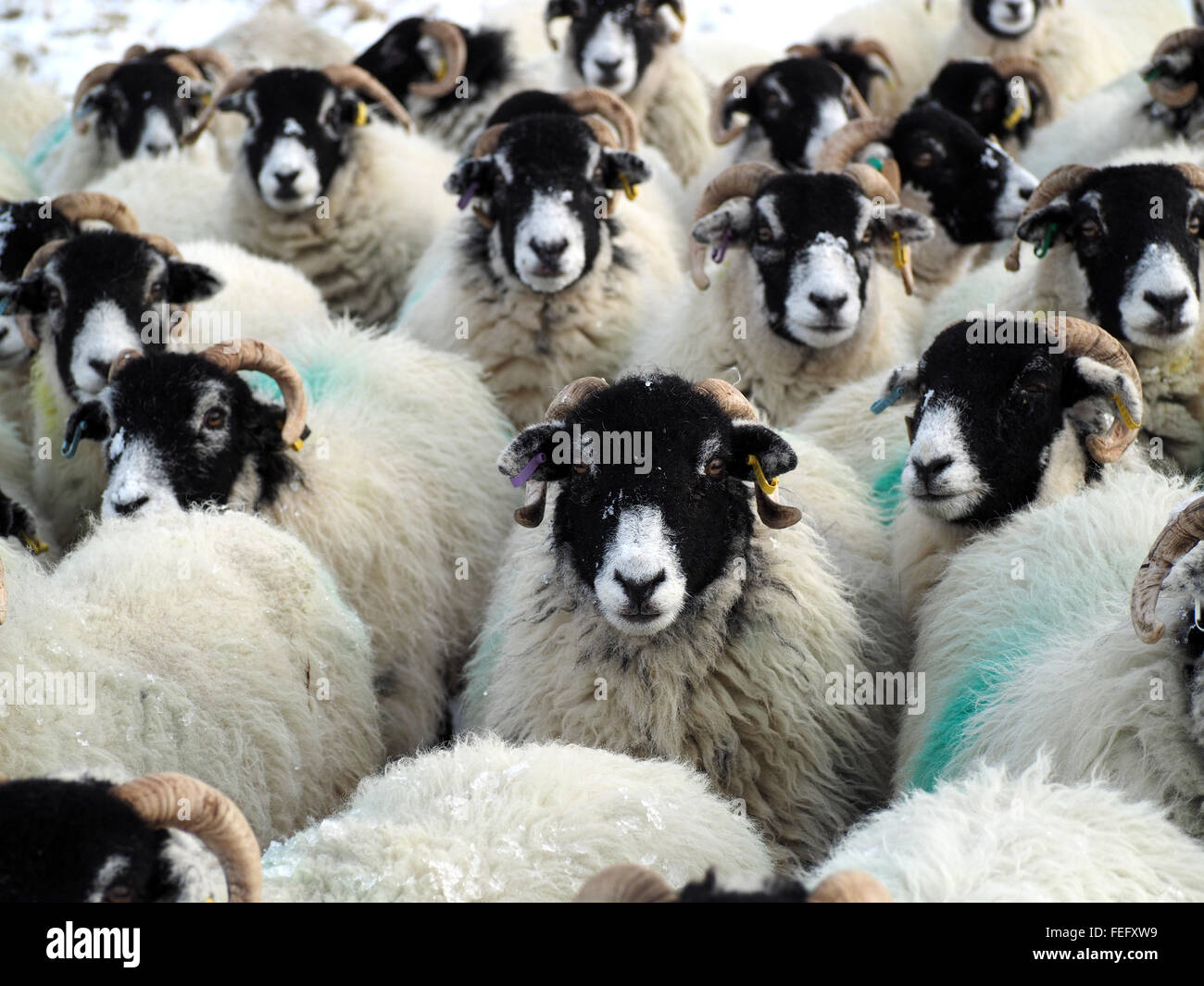 flock of black faced sheep waiting for feed crowd around in snowy winter conditions Stock Photo