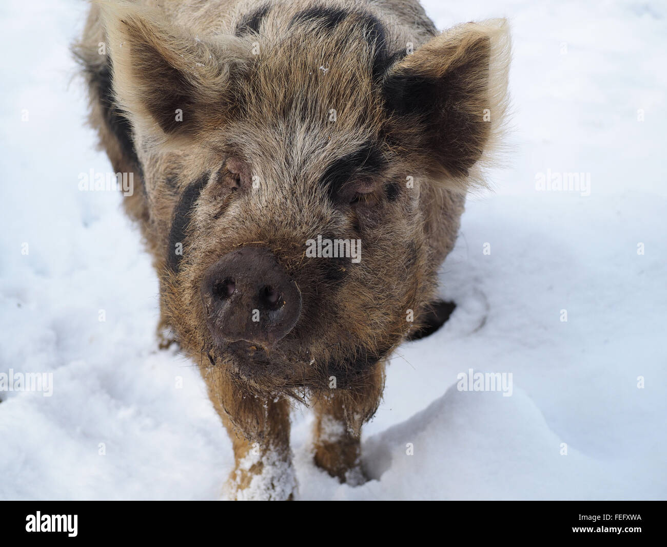 snout of hairy old pig in Winter snow Stock Photo