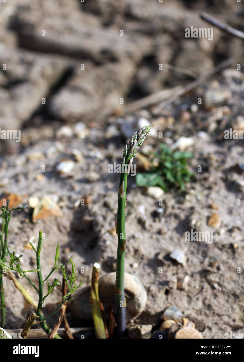 asparagus growing in soil Stock Photo Alamy