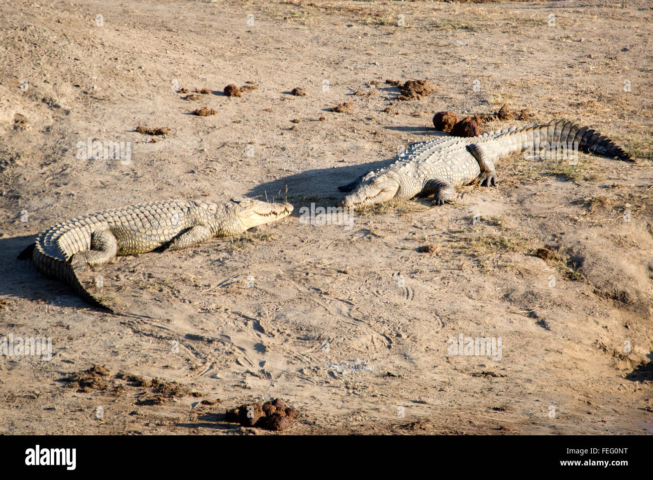 Crocodile in Zimbabwe Stock Photo