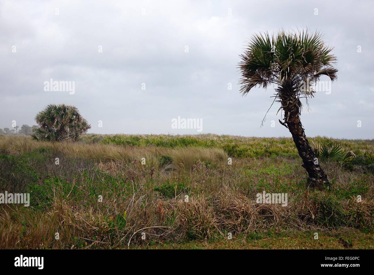 Palm tree near ocean, Florida coast Stock Photo - Alamy