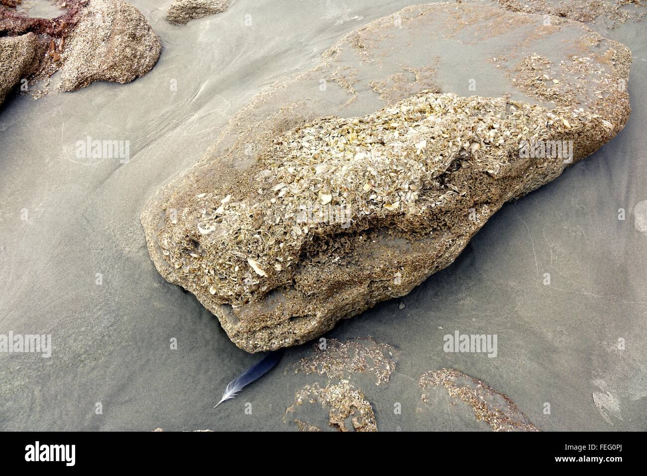 Coquina rocks on beach, Flagler county, Florida, showing sea shells from which the rock is formed Stock Photo