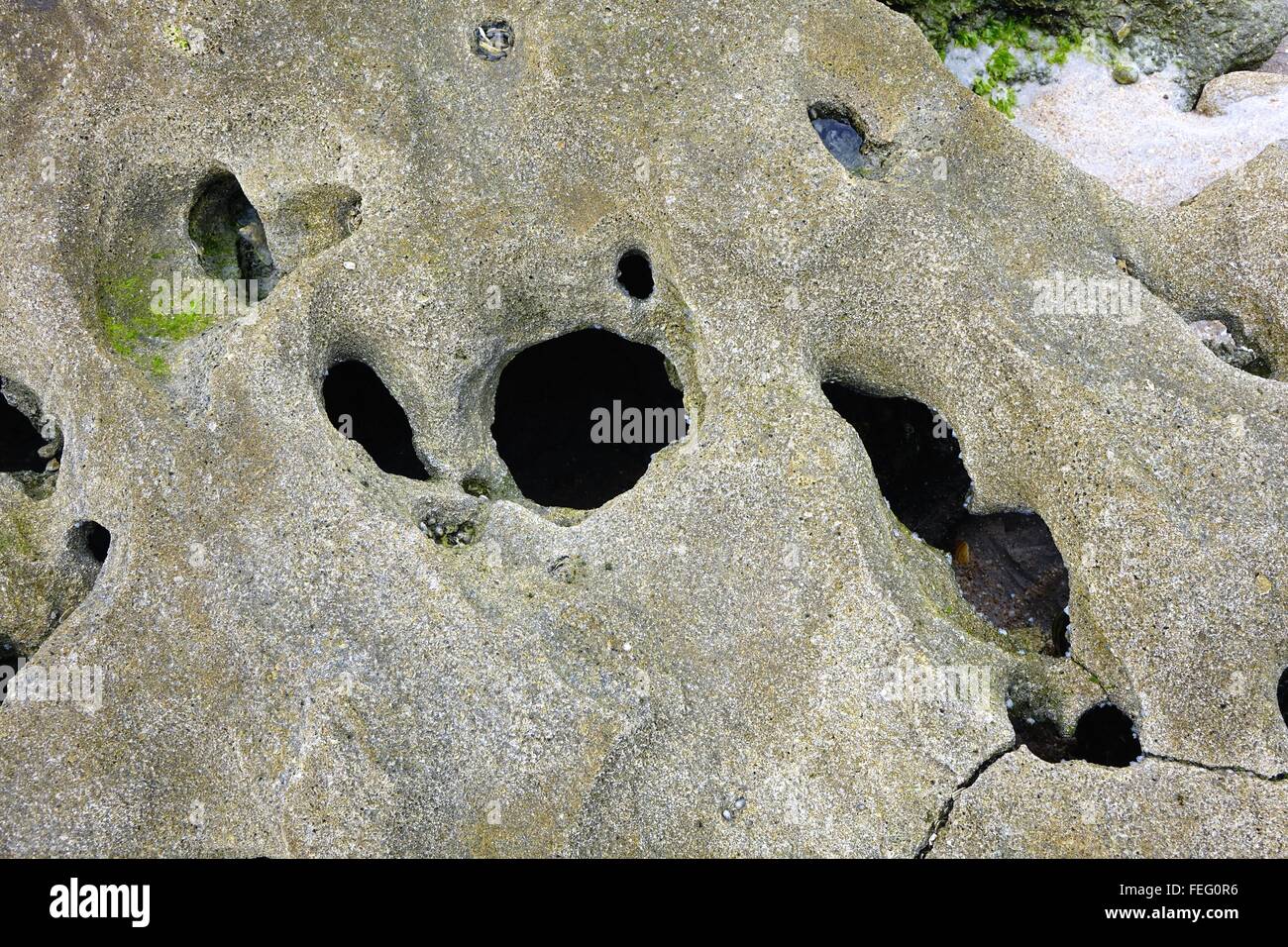 Coquina rocks, with holes caused by weathering and erosion, on the