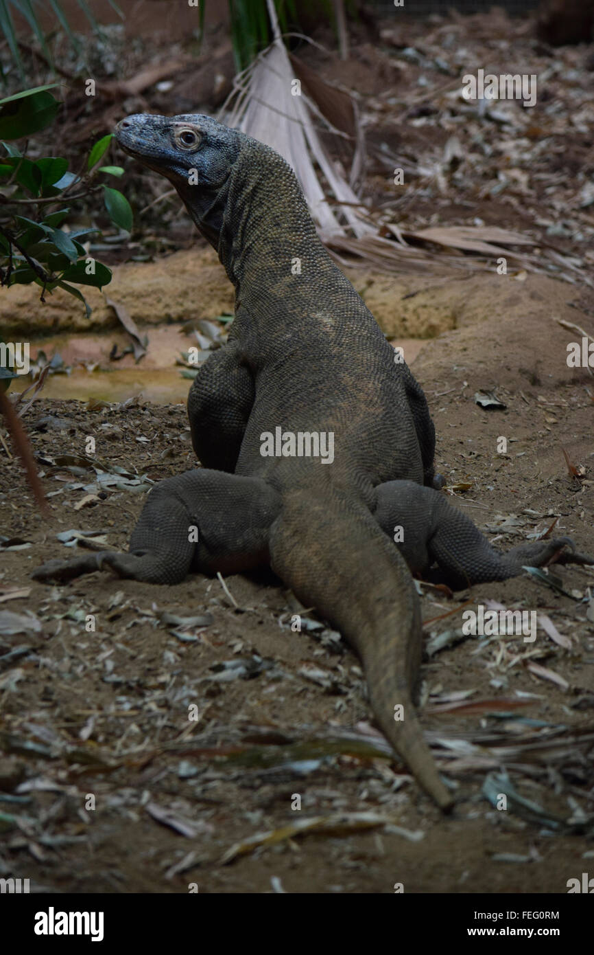 Komodo Dragon walking along forest floor Stock Photo