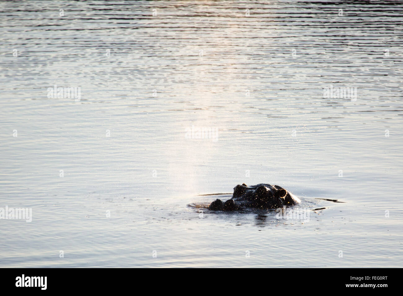 Hippo in a pond Stock Photo