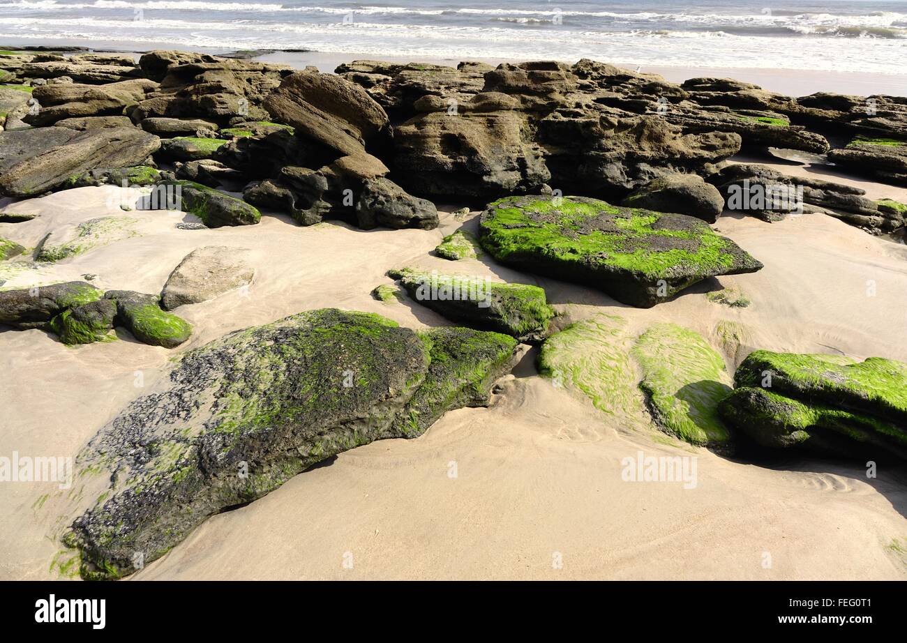 Coquina shells hi-res stock photography and images - Alamy