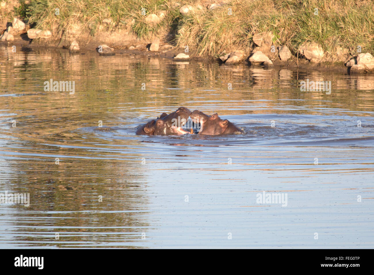 Hippo in a pond Stock Photo