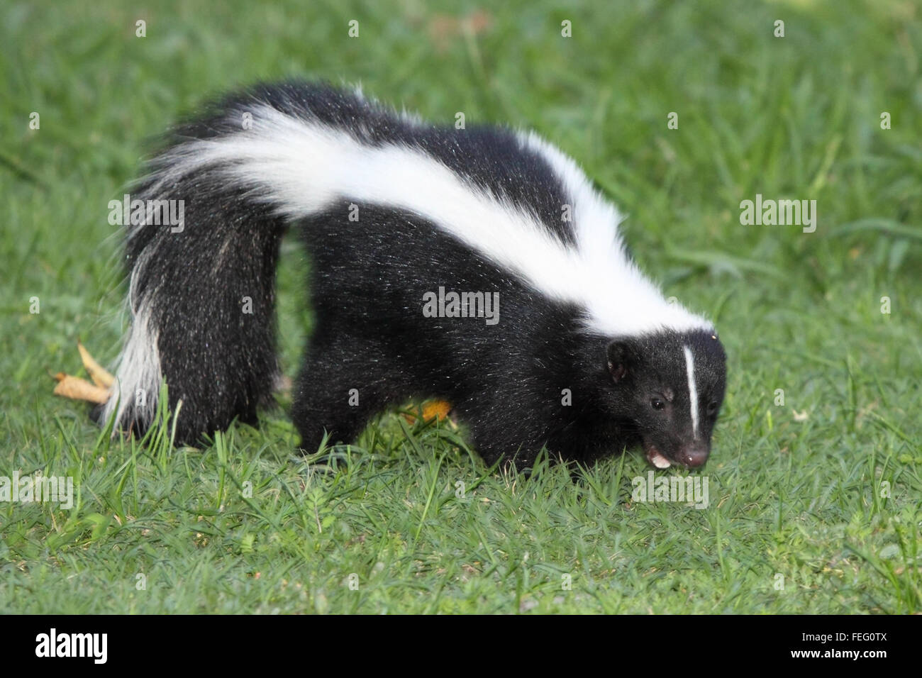 A Striped Skunk softly calling Stock Photo Alamy
